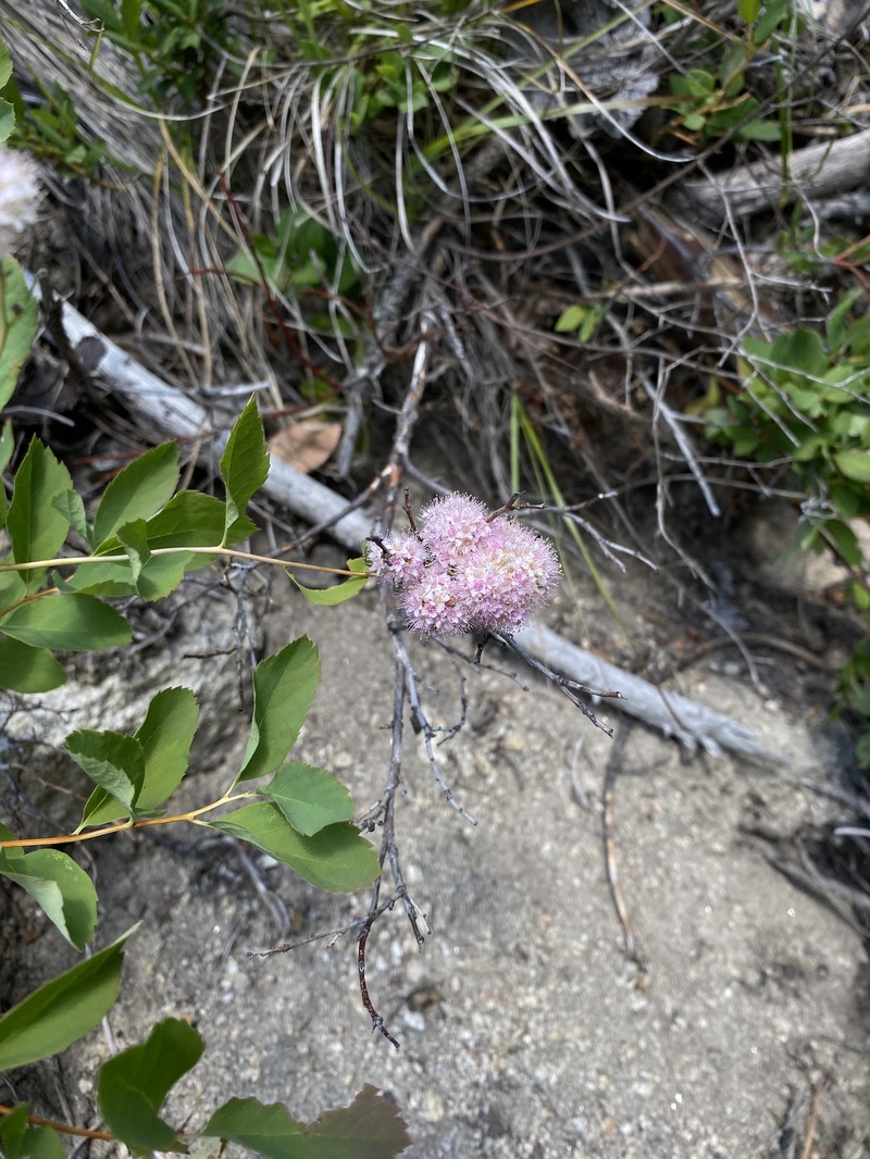 Spirea photo 6