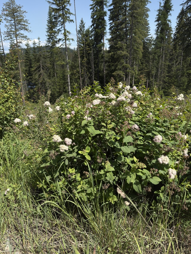 Spirea photo 7