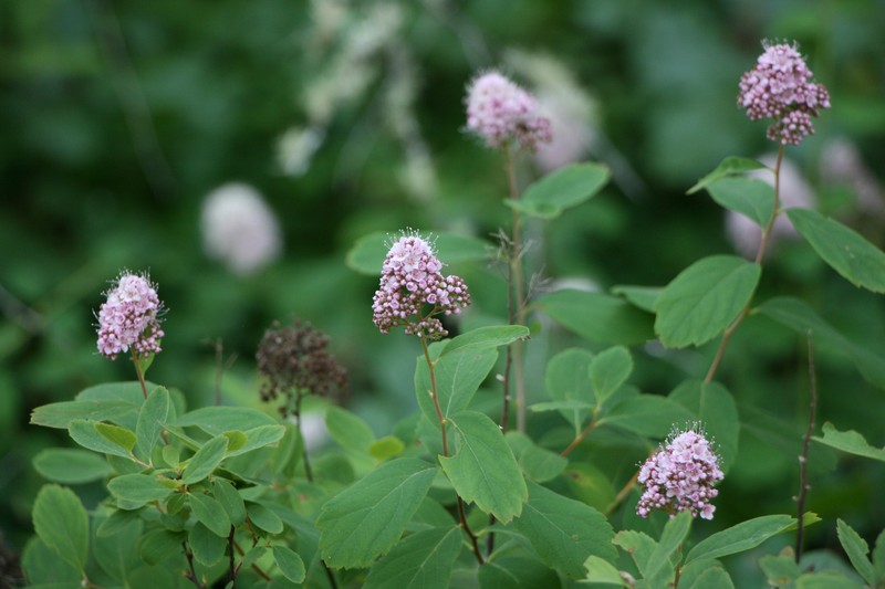 Spirea photo 8