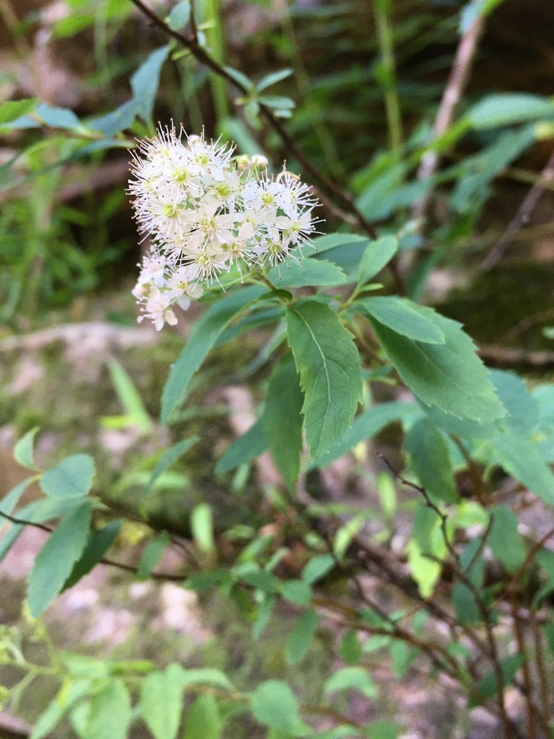 White Meadowsweet photo 2
