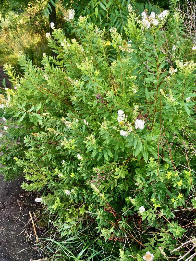 White Meadowsweet photo 3