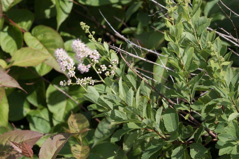 White Meadowsweet photo 5