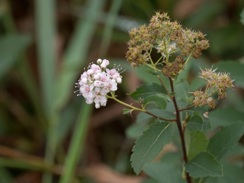 White Meadowsweet photo 7