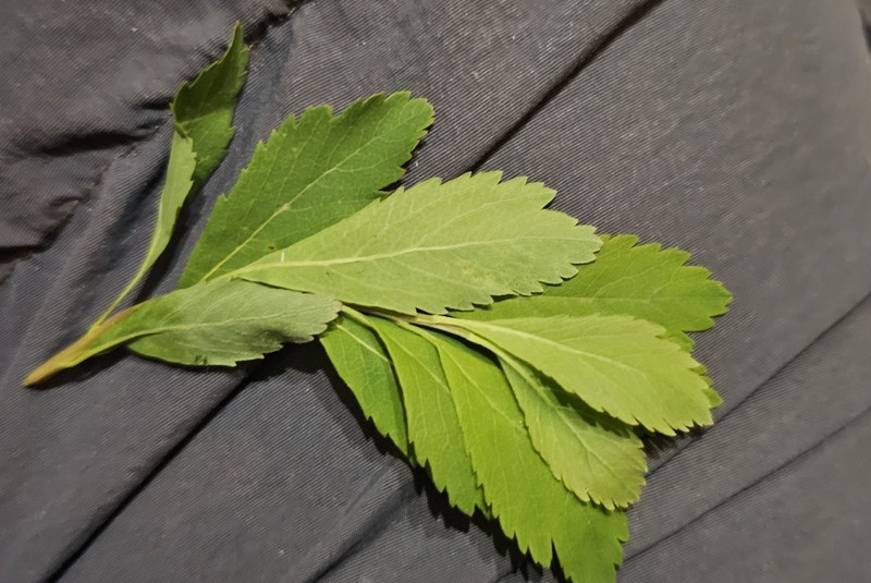 Spiraea alba var. alba
