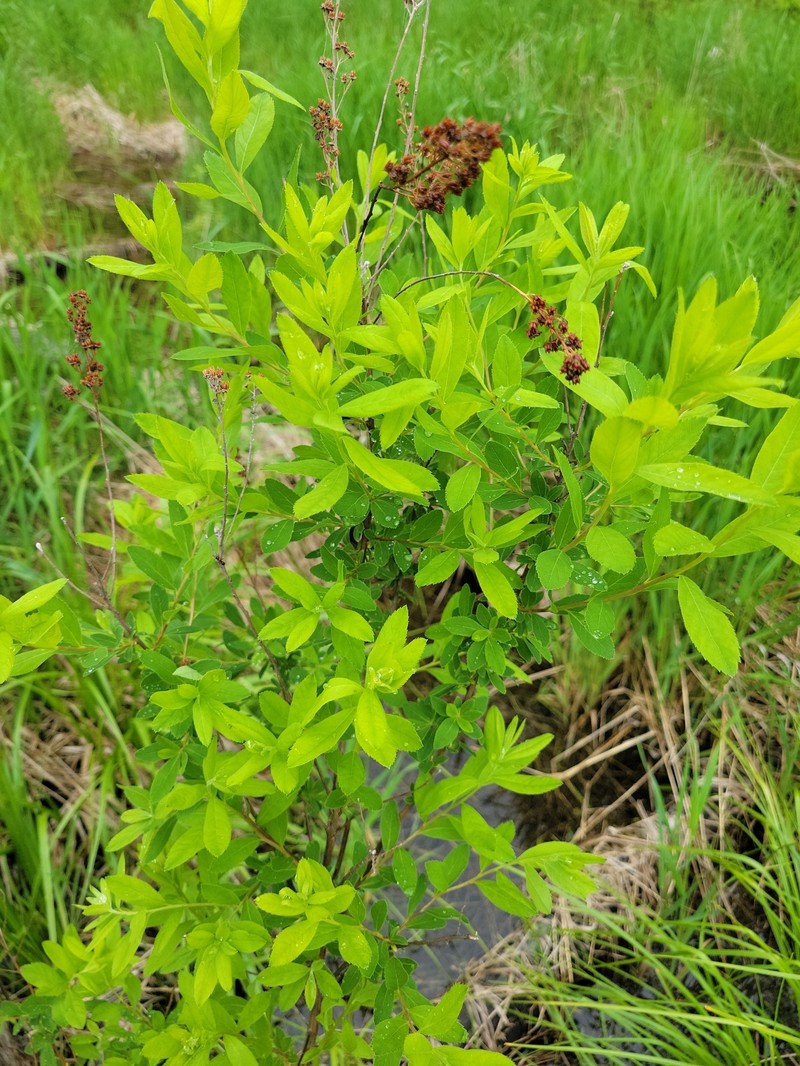 Spiraea alba var. alba photo 2