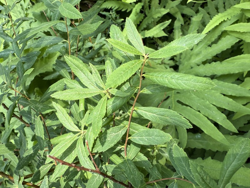 Spiraea alba var. alba photo 3