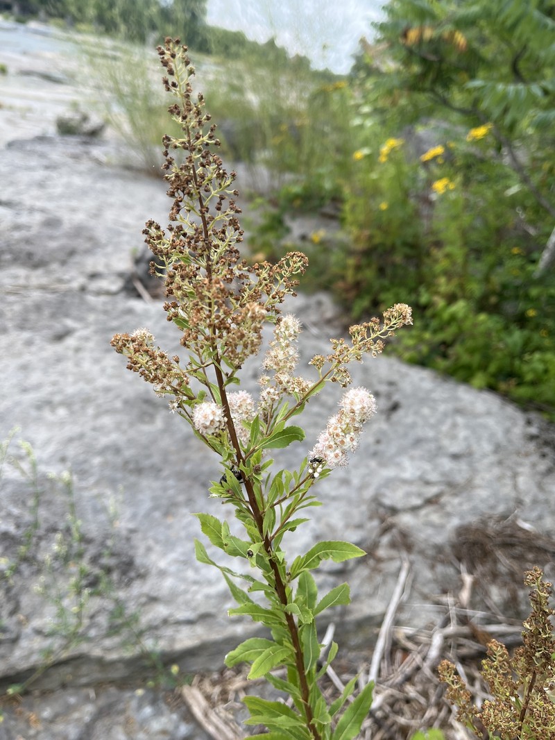 Spiraea alba var. alba photo 4