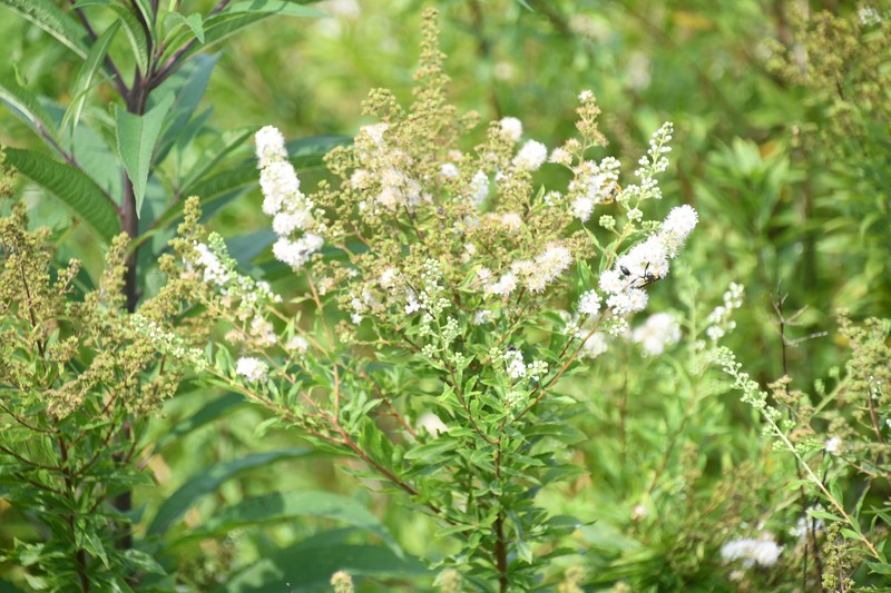 Spiraea alba var. alba photo 5