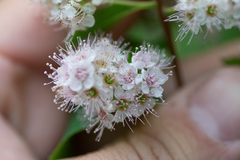 Spiraea alba var. alba photo 6