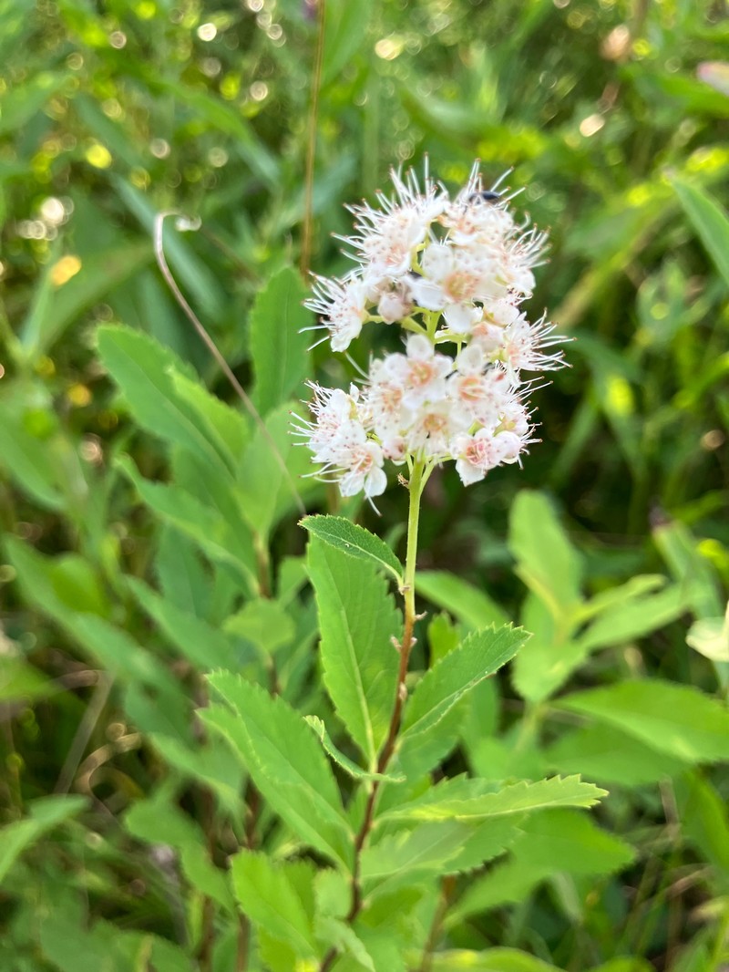 Spiraea alba var. alba photo 8