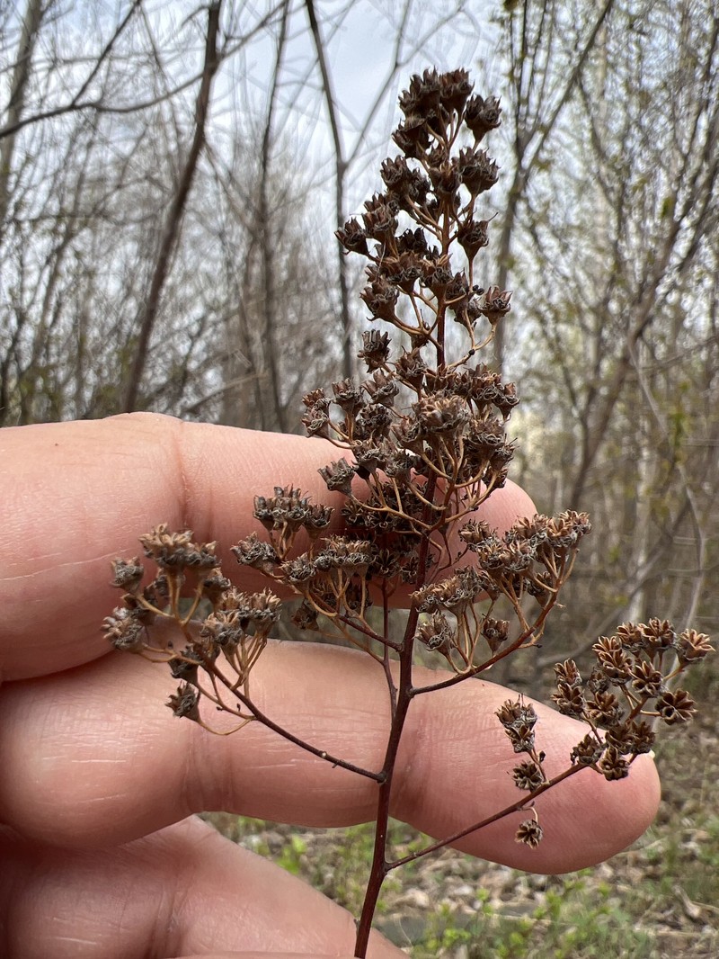 Northern Meadowsweet