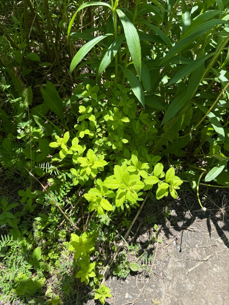 Northern Meadowsweet photo 2