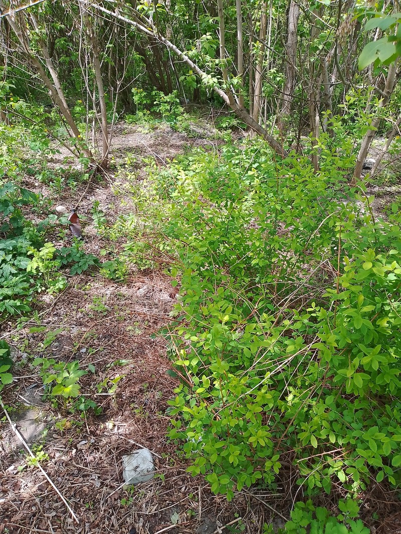 Northern Meadowsweet photo 3