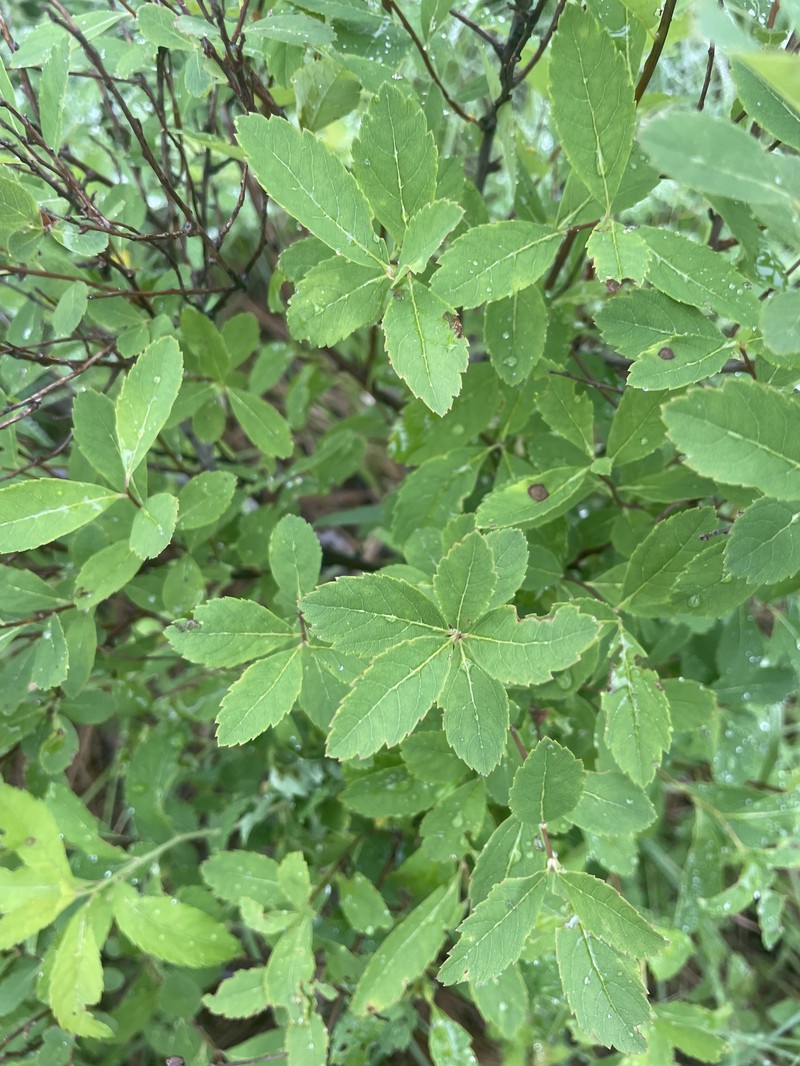 Northern Meadowsweet photo 5