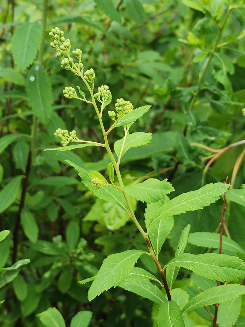 Northern Meadowsweet photo 6