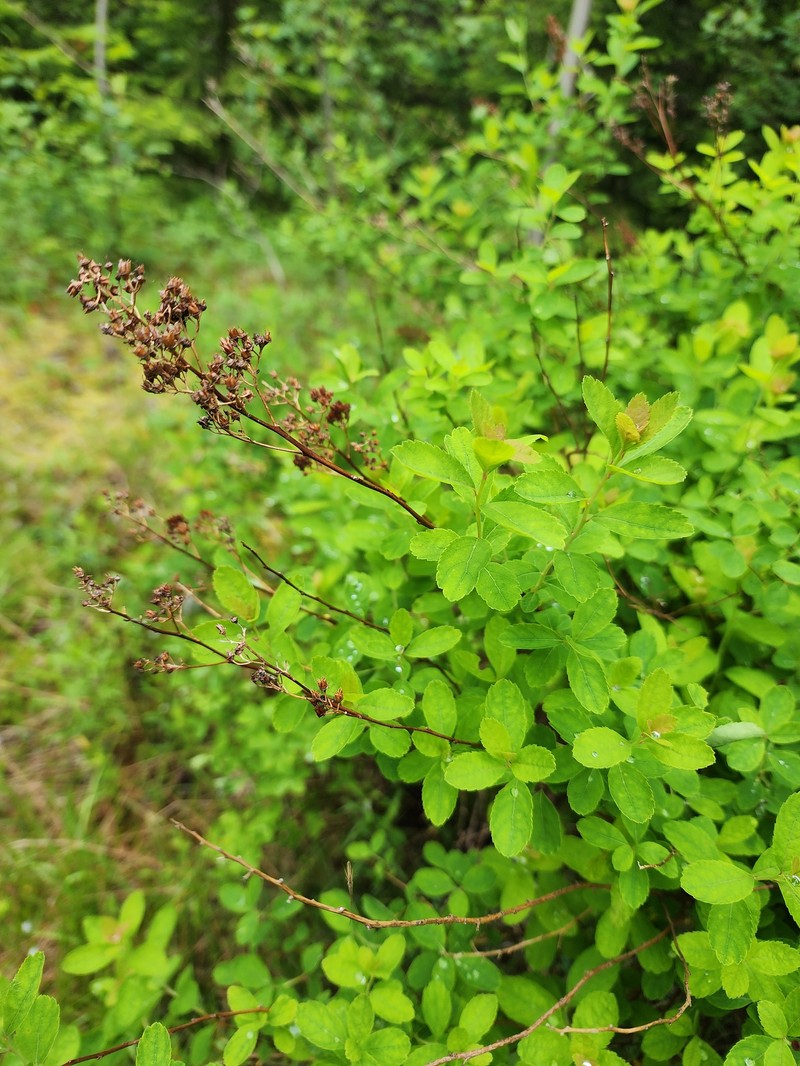 Northern Meadowsweet photo 8