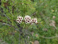 Spiraea alpina