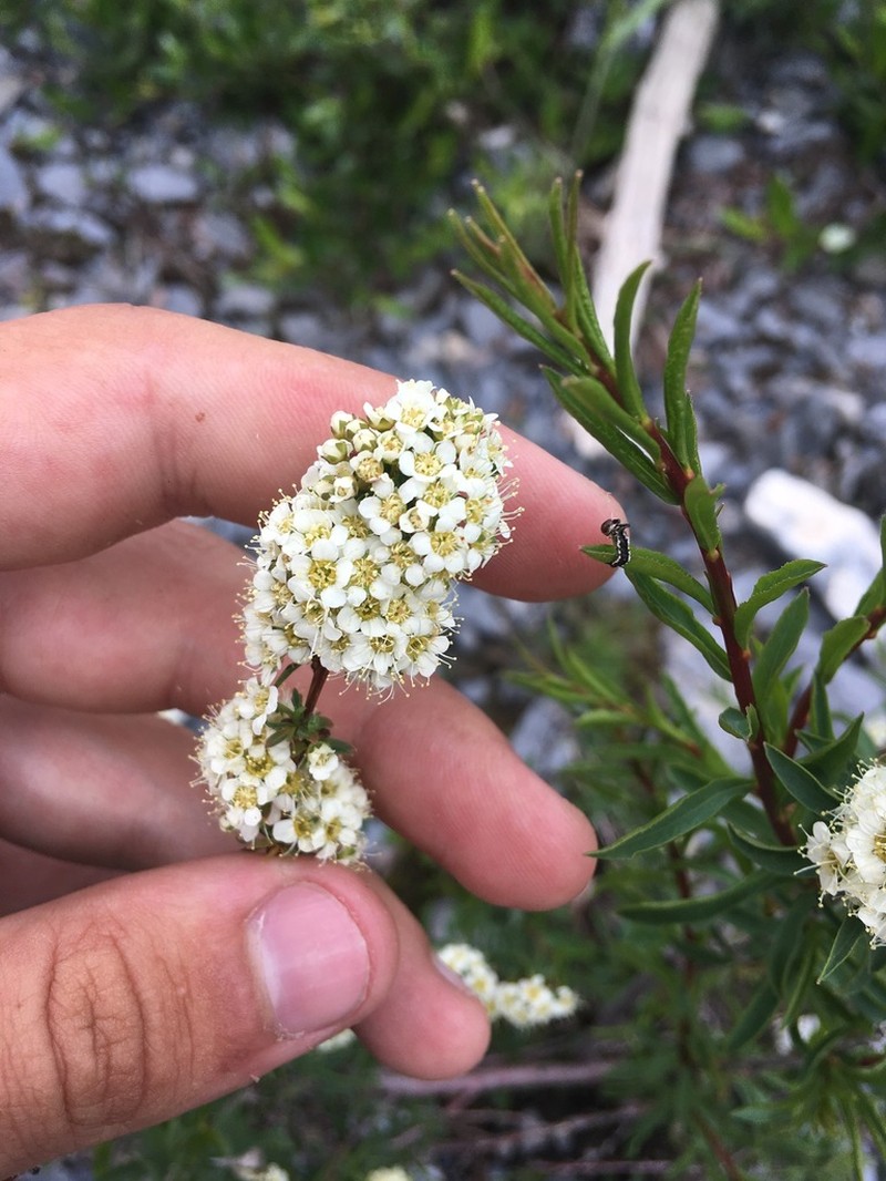 Spiraea alpina photo 2