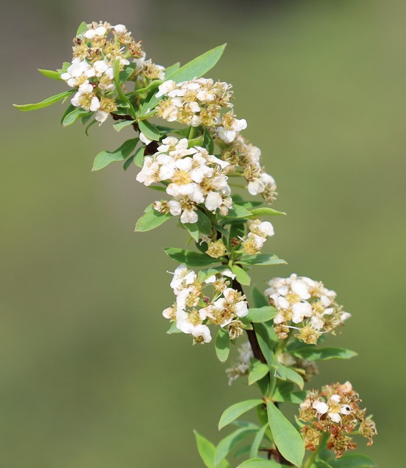 Spiraea alpina photo 3