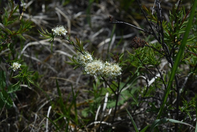 Spiraea alpina photo 4