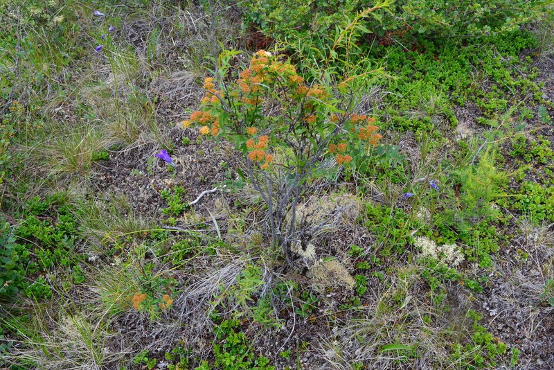 Spiraea alpina photo 5