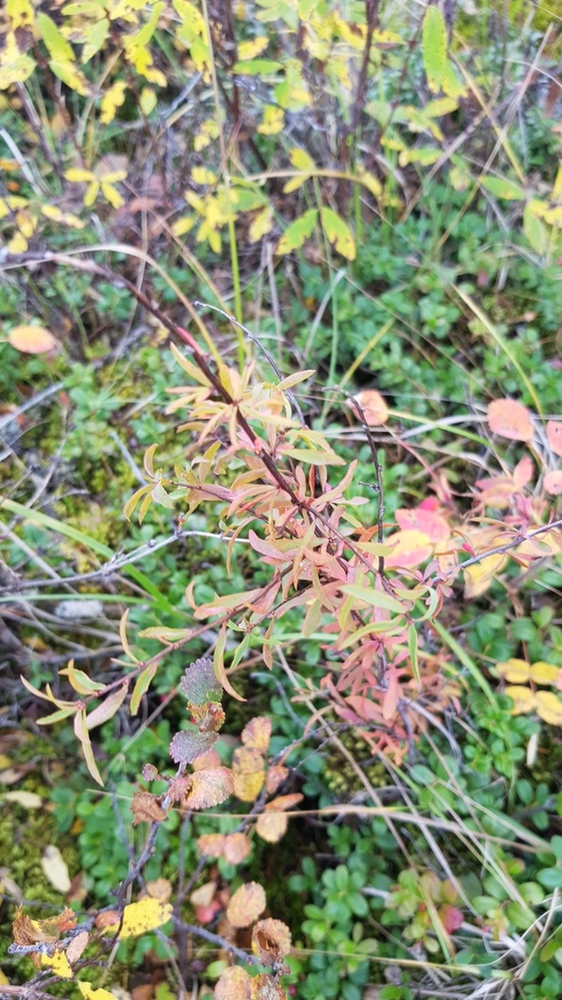 Spiraea alpina photo 7