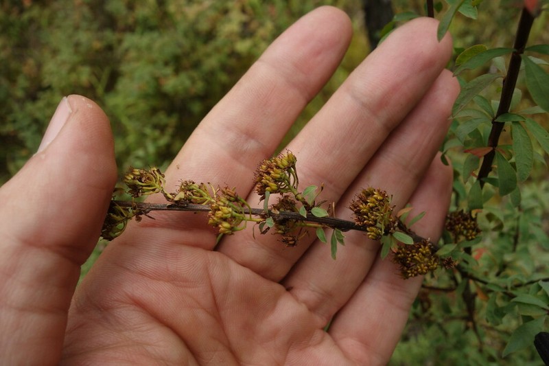 Spiraea alpina photo 8