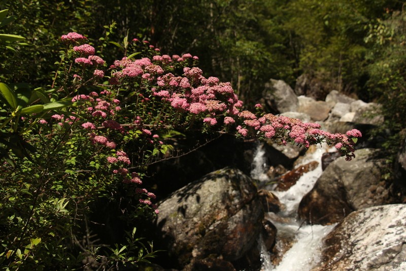Spiraea arcuata