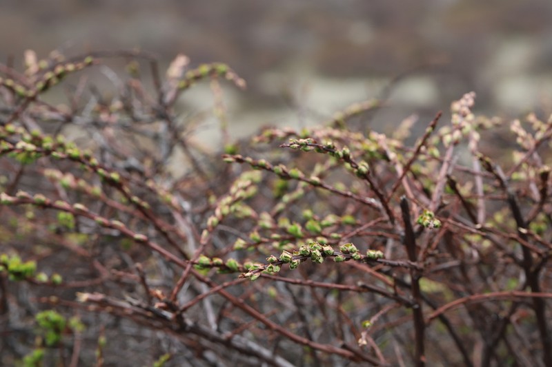 Spiraea arcuata photo 2