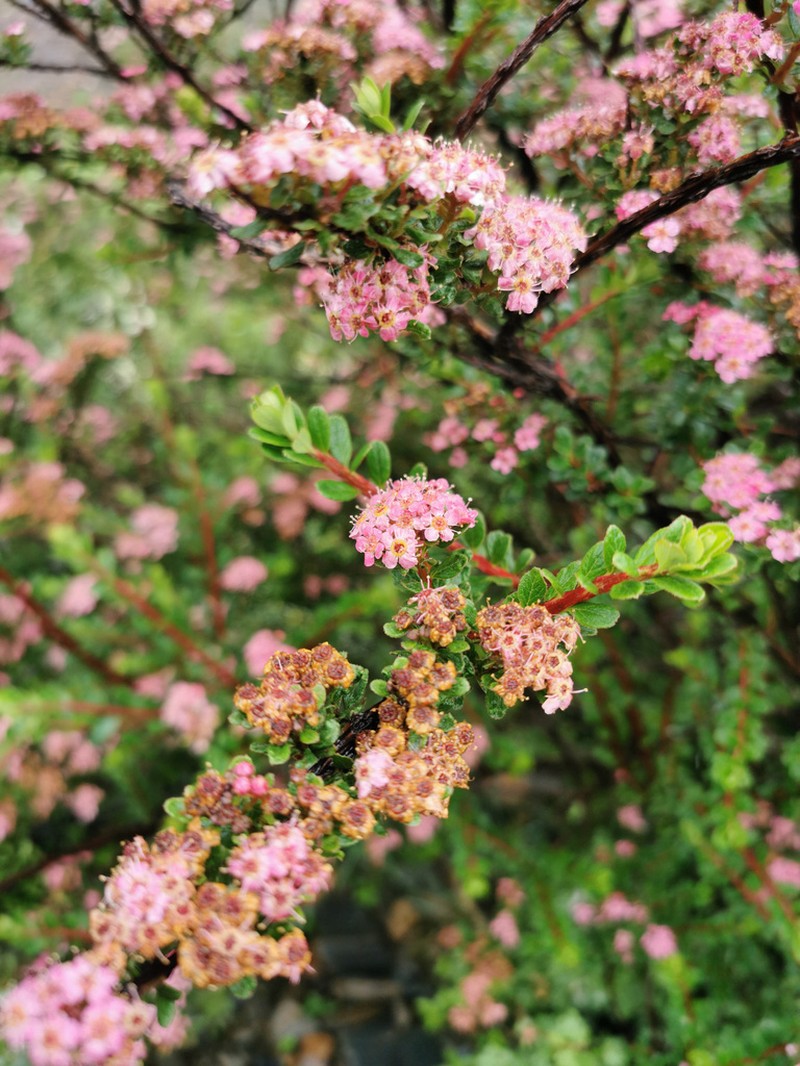 Spiraea arcuata photo 3