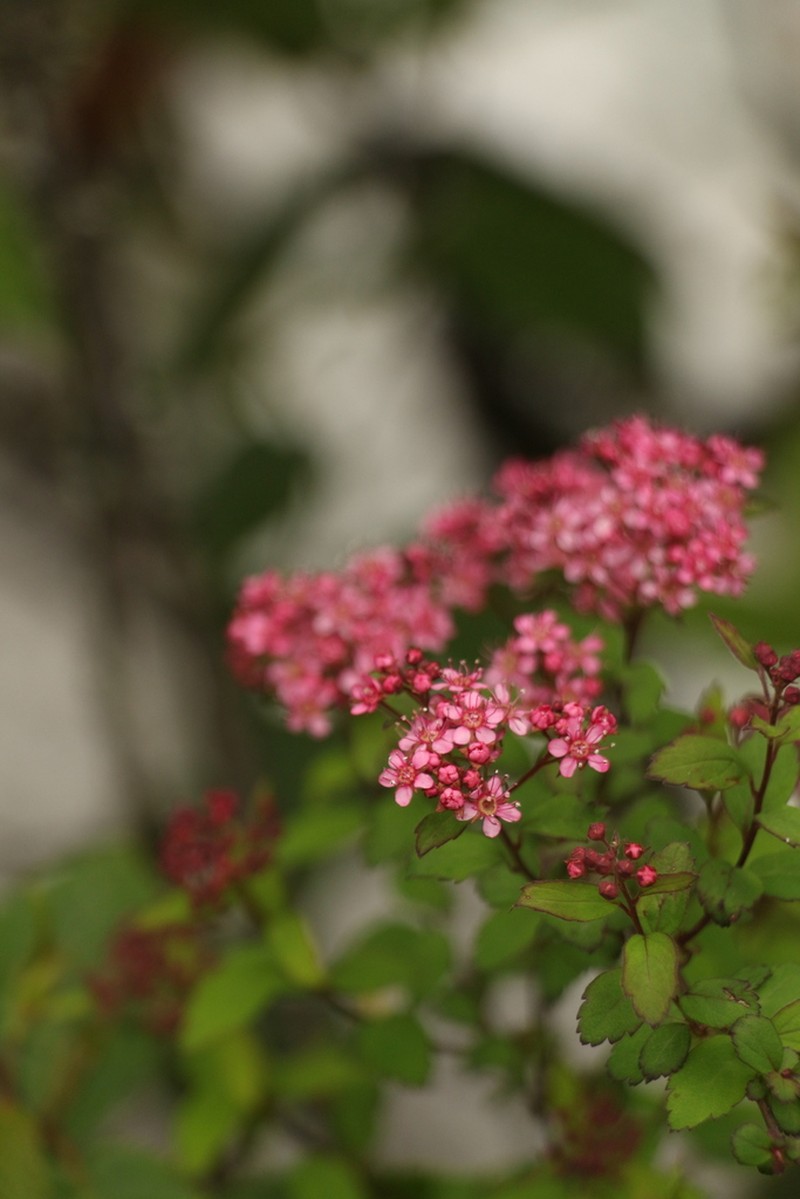 Spiraea arcuata photo 4