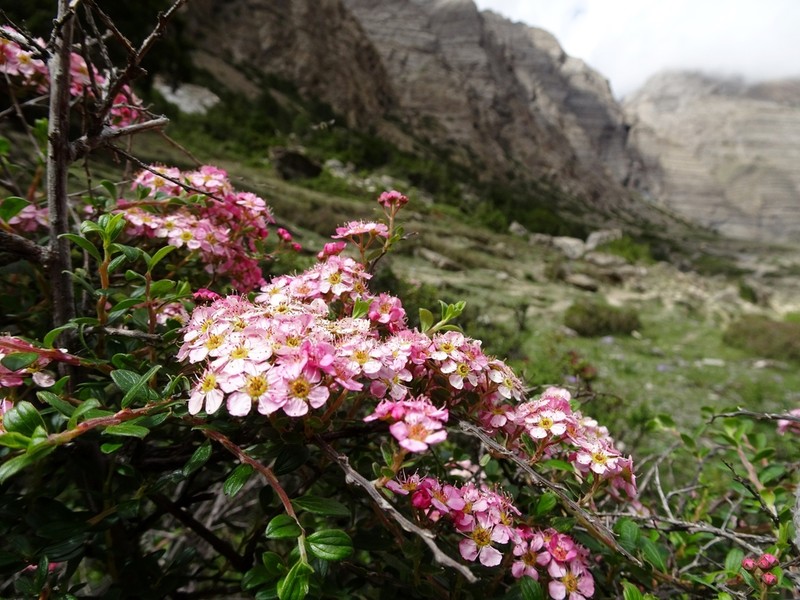 Spiraea arcuata photo 5