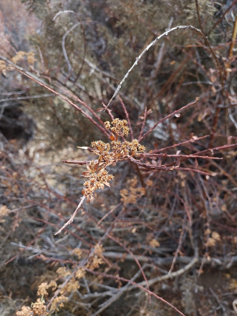 Spiraea arcuata photo 6