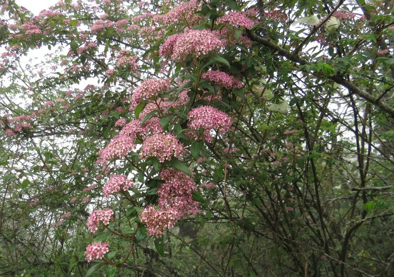 Spiraea arcuata photo 7