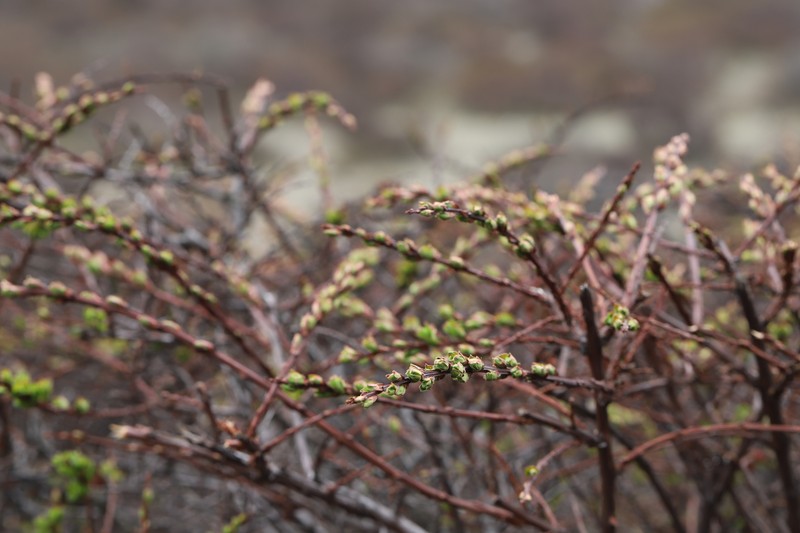 Spiraea arcuata photo 8