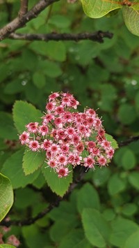 Spiraea bella
