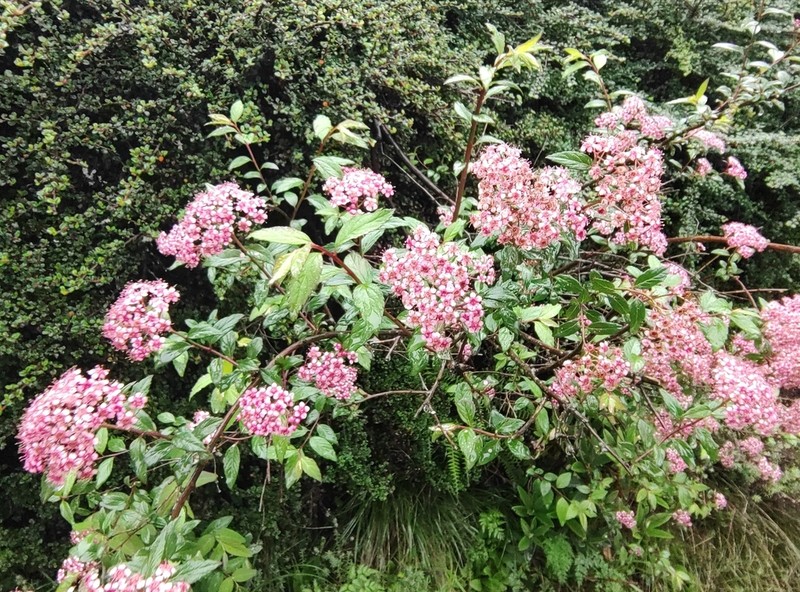 Spiraea bella photo 2