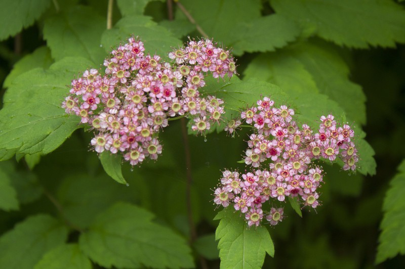 Spiraea bella photo 3