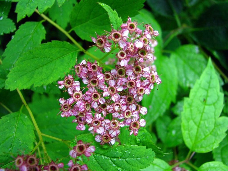 Spiraea bella photo 4