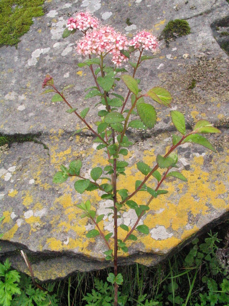 Spiraea bella photo 5