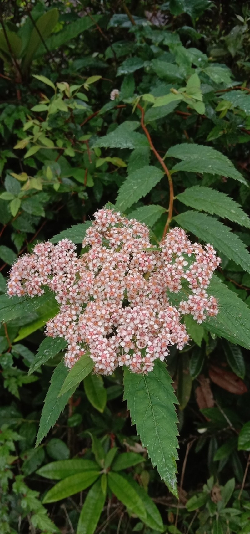 Spiraea bella photo 6