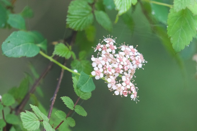 Spiraea bella photo 7