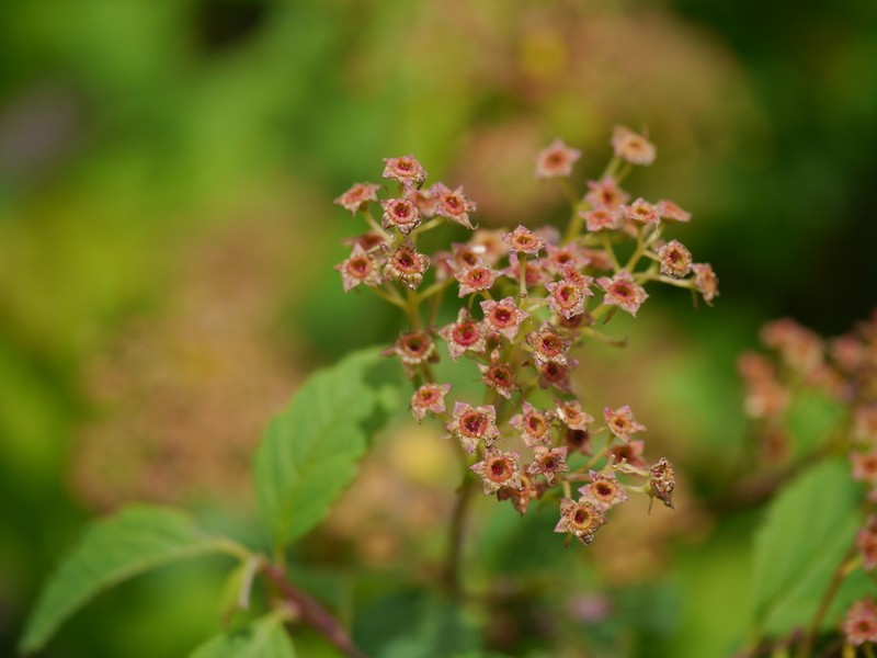 Spiraea bella photo 8