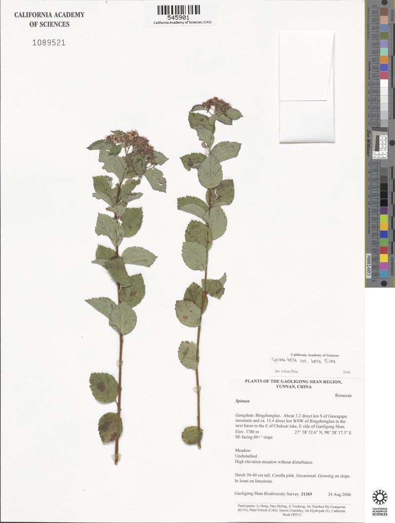 Spiraea bella var. bella