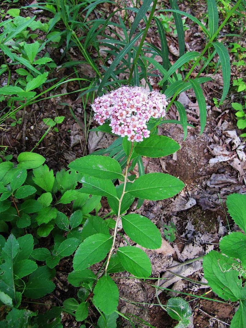 White Spirea photo 2