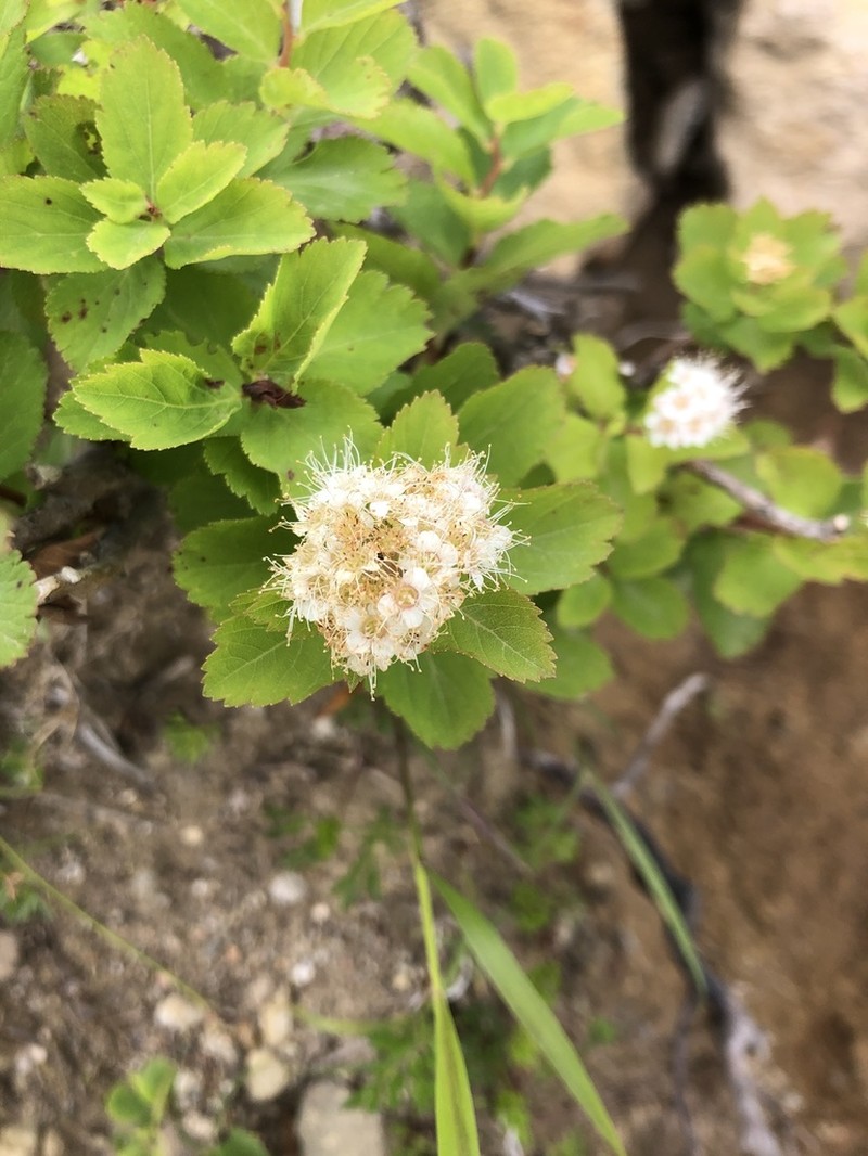White Spirea photo 3