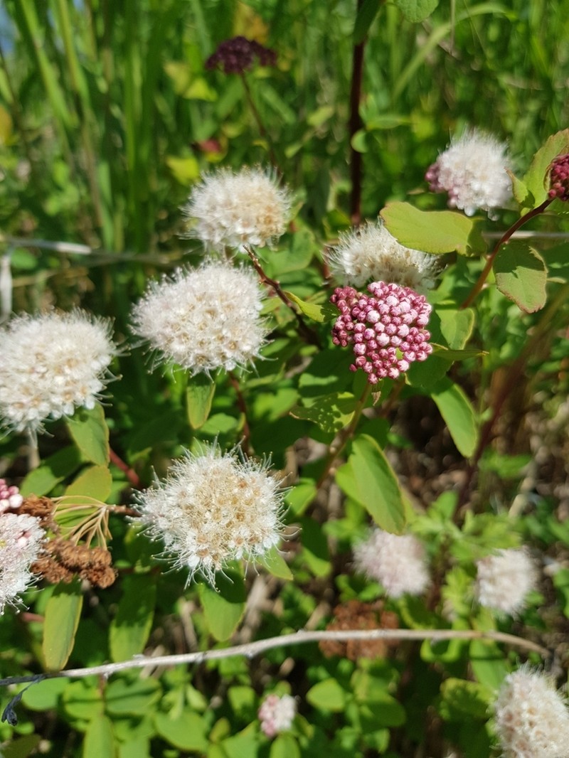 White Spirea photo 4