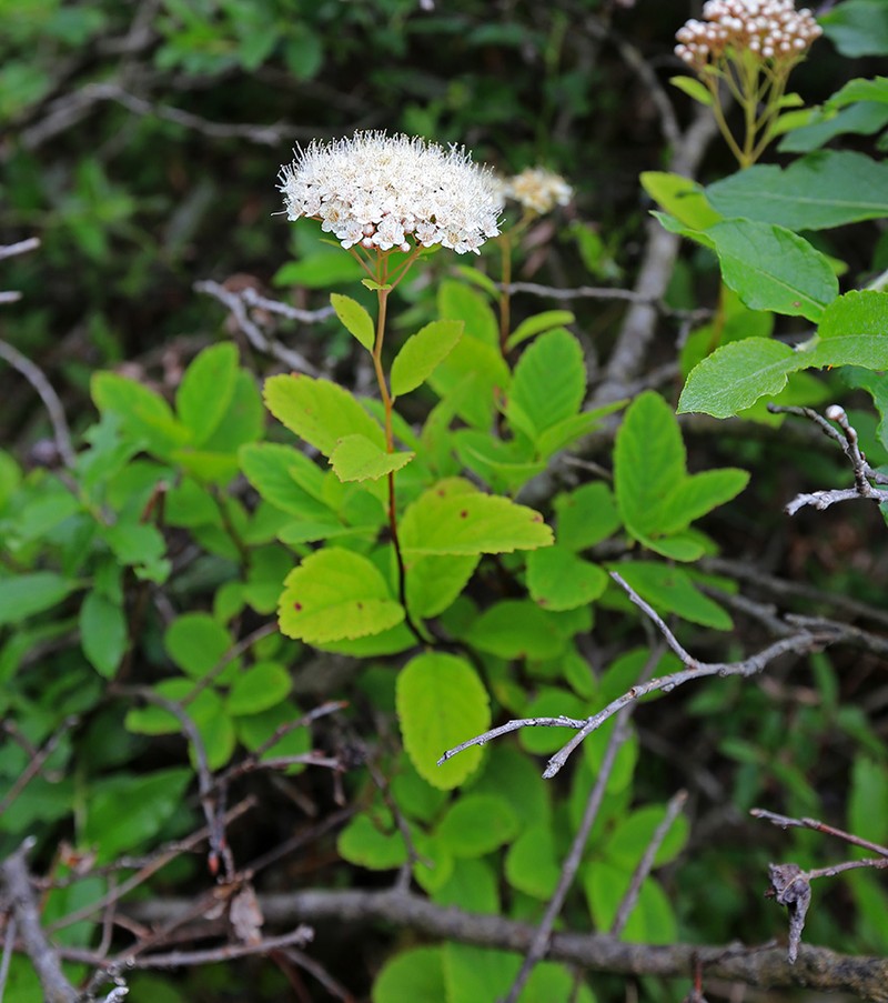White Spirea photo 5