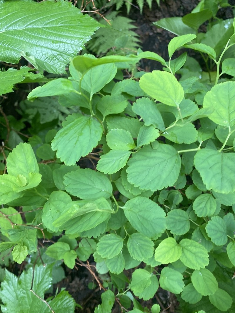 White Spirea photo 6