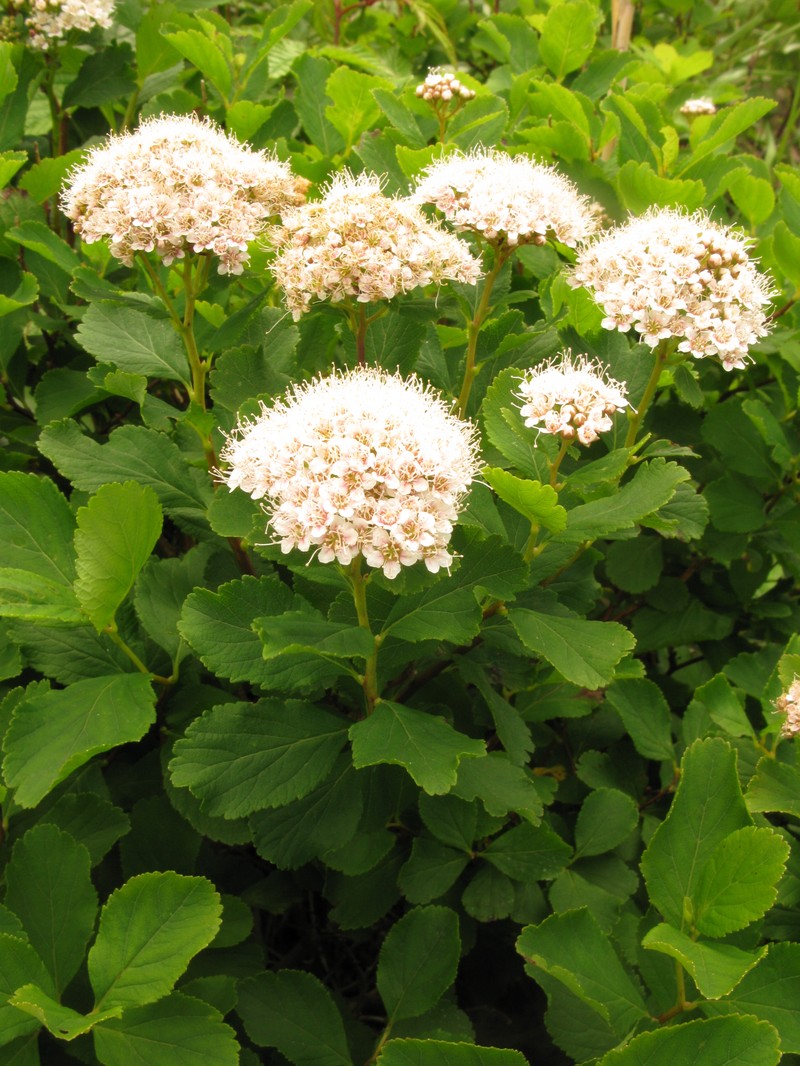 White Spirea